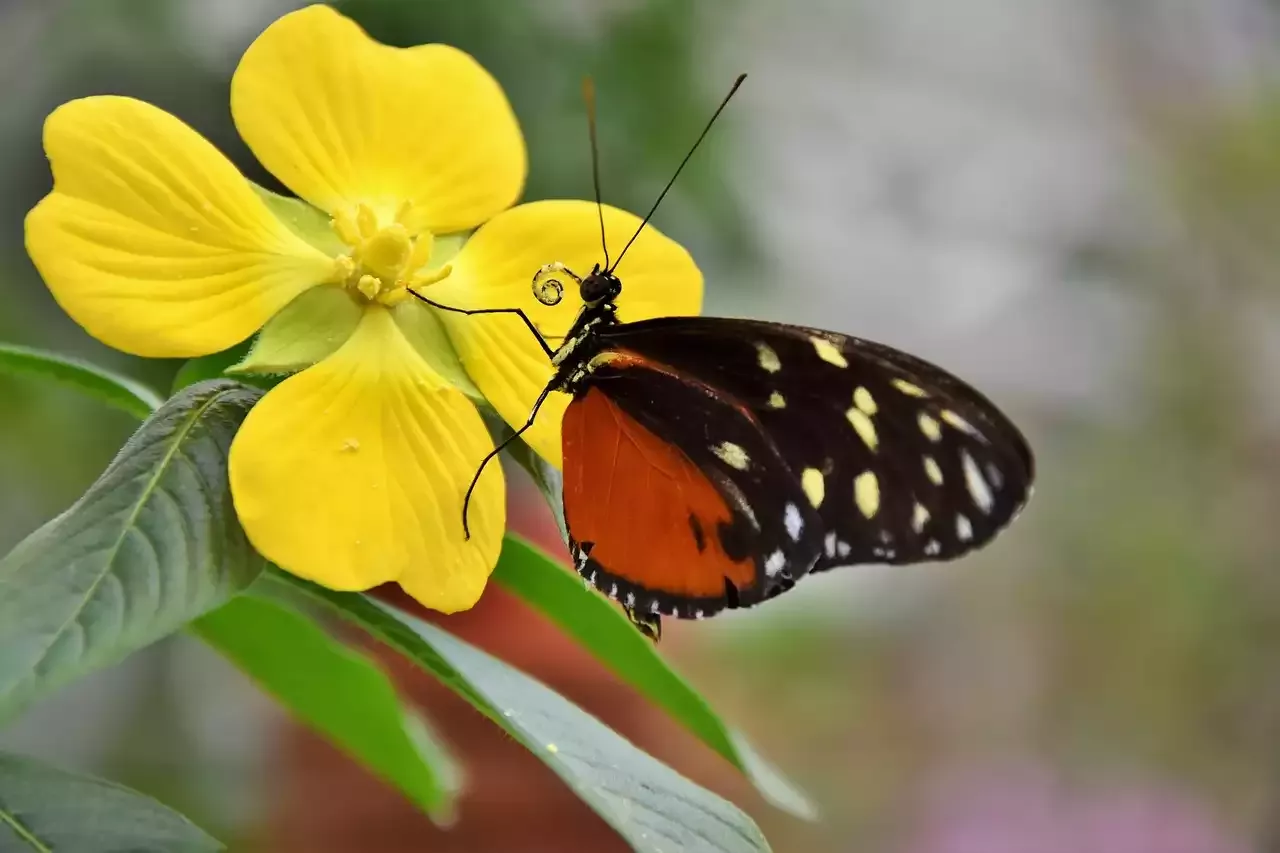 Attracting and Feeding Butterflies for Your Garden